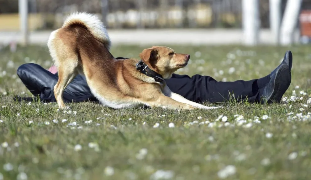 Un perro junto a su dueño mientras disfrutan de un soleado día. Foto: EFE