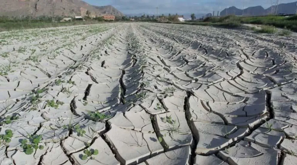 Una foto referencial de cultivos afectados por la sequía. Foto: EFE