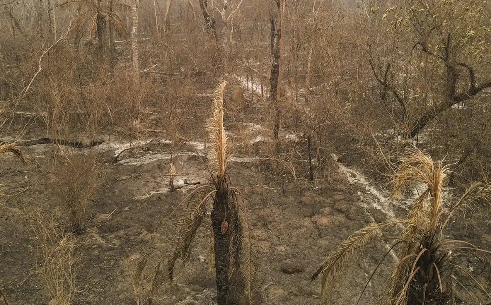 Árboles arrasados por los incendios forestales en Bolivia. Foto: WWF Bolivia