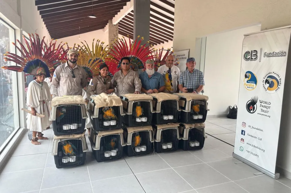 Fotografía cedida por la Fundación por la Conservación de Loros en Bolivia de un grupo de 14 guacamayos barba azul (Ara glaucogularis) repatriados desde Estados Unidos, en Trinidad (Bolivia). Foto: EFE