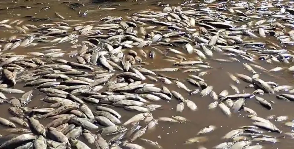 Así quedaron los peces en la orilla del río Pilcomayo. Foto: Captura Informa Chaco