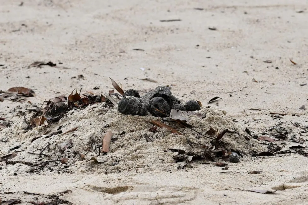 La playa de Coogee, en Sídney, donde se han descubierto cientos de bolas negras. Foto: EFE