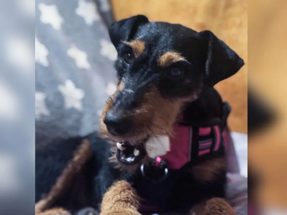 La perrita de raza terrier alemán se hizo famosa en Georgia. Foto: EFE