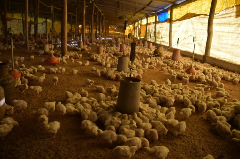 Una granja avícola. Foto: ABI