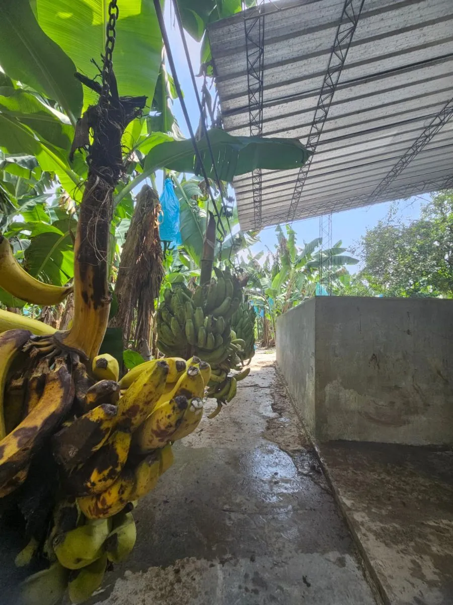 Producci&oacute;n de banano listo para exportar. Foto: Banacorp