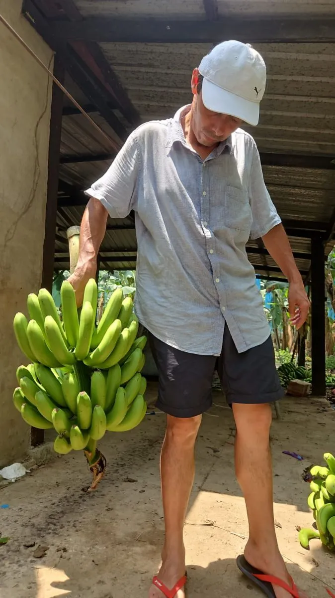 Banano de exportaci&oacute;n