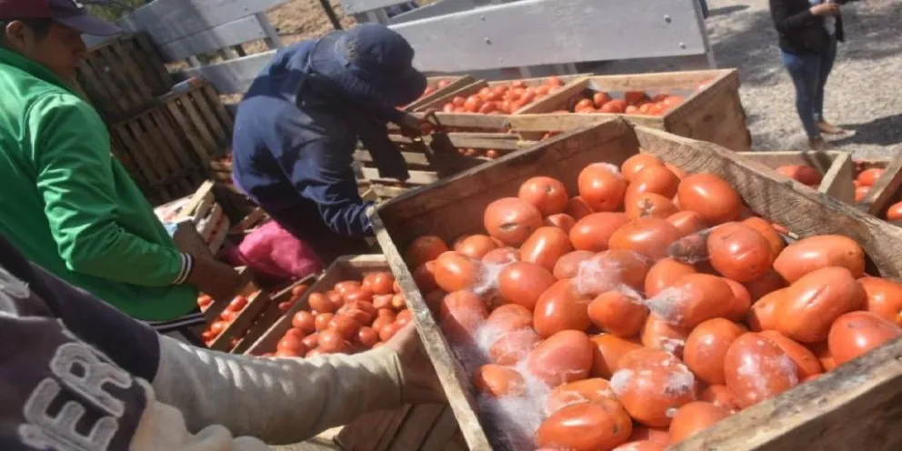 Cargas de tomates quedaron podridas a causa del bloqueo "evista". Foto: RRSS