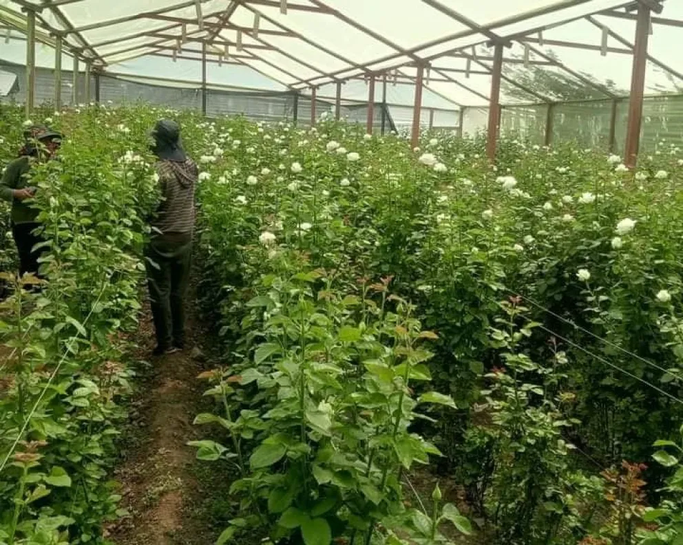 Una de las carpas con la producción a tope.   Foto: Asociación de Floricultores de Quillacollo