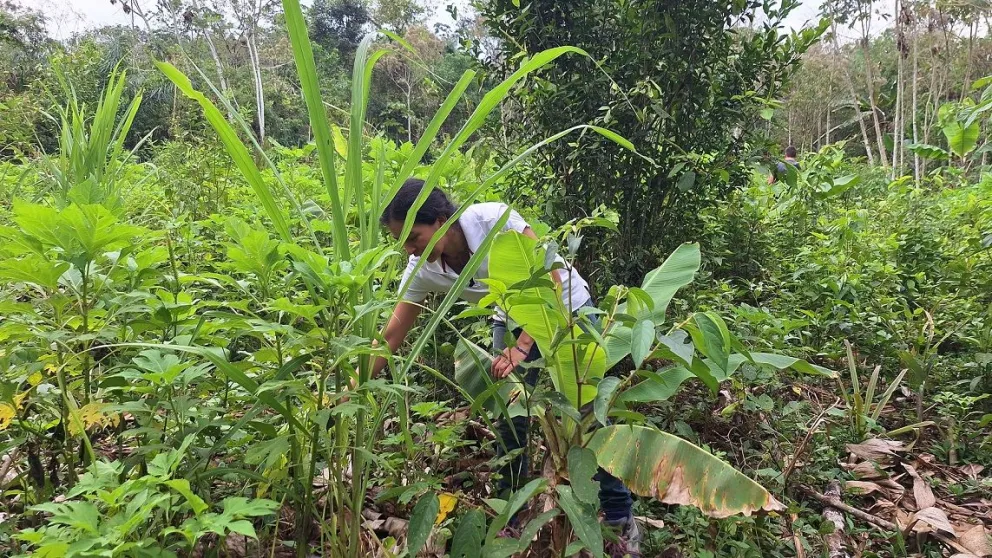 La productora Carmen Guerra muestra la variedad de plantas en su cultivo de cacao. Foto: Mirna Echave / Visión 360