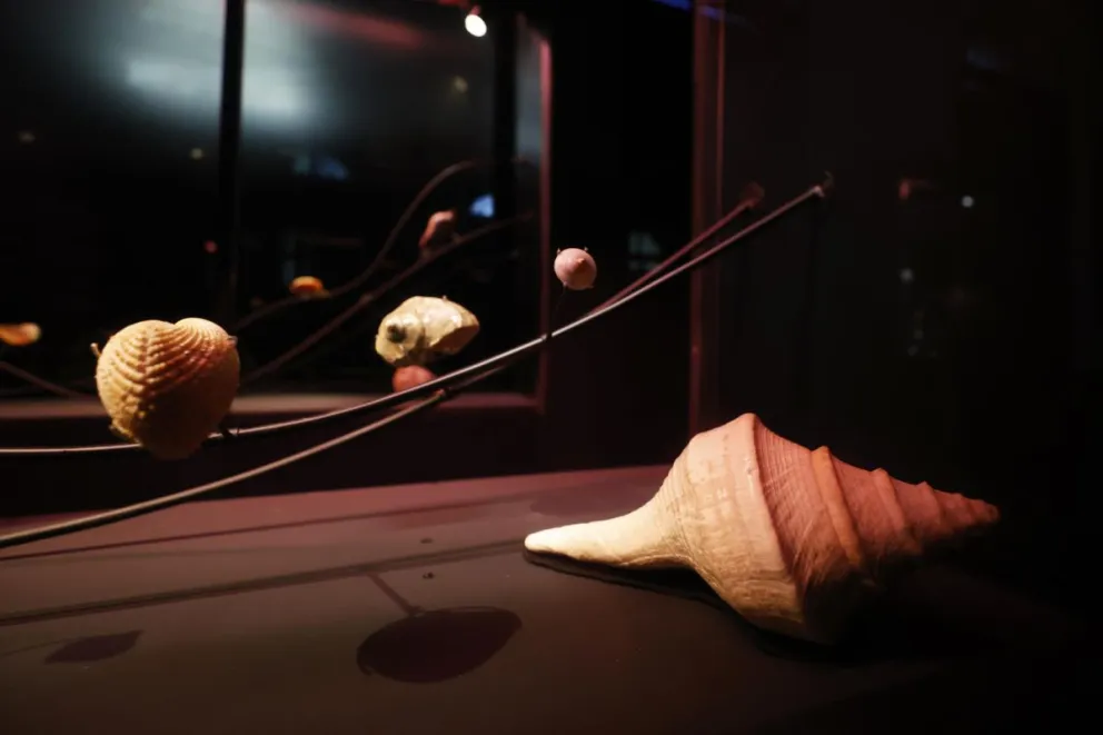 Fotografía donde se observan caracolas de la exposición 'Mollusca. Poesía de Caracolas. Sumergirse en la Colección Neruda', este viernes en Santiago (Chile). Foto: EFE