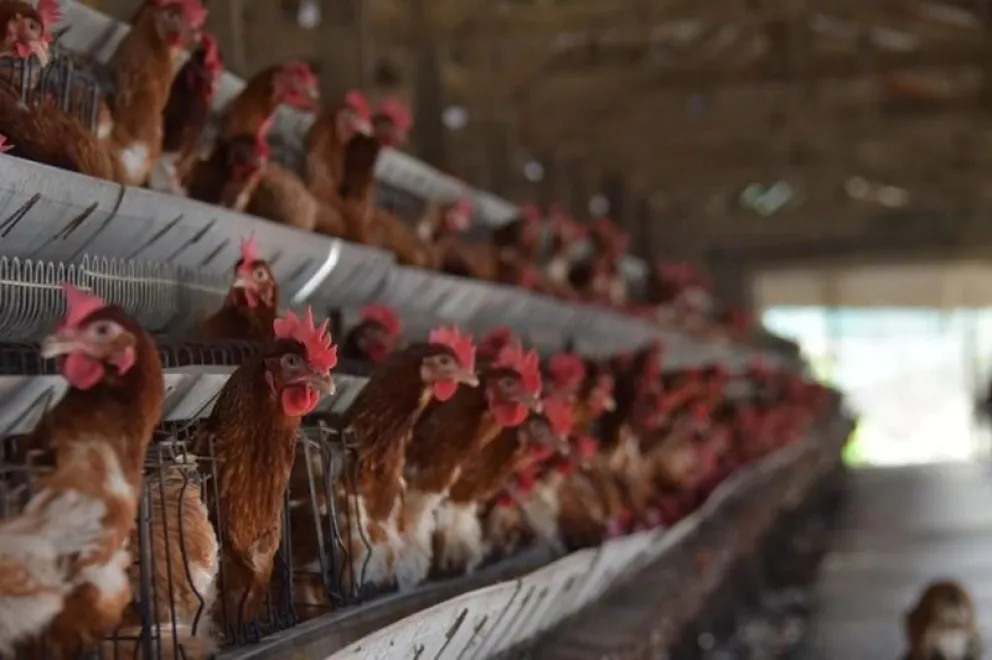 El sector avícola de Santa Cruz y Cochabamba ha sido el más afectado por los bloqueos de carreteras. foto ABI