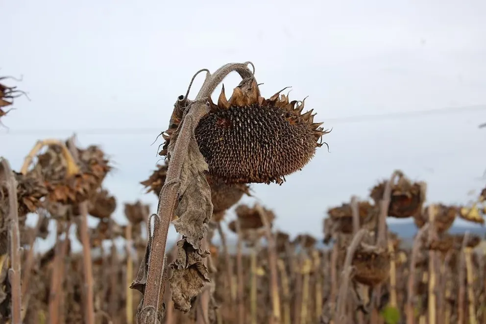  La Orobanche cumana es una plaga que puede provocar pérdidas en la producción de granos y semillas del girasol, señalan en Argentina. foto: Infobae.