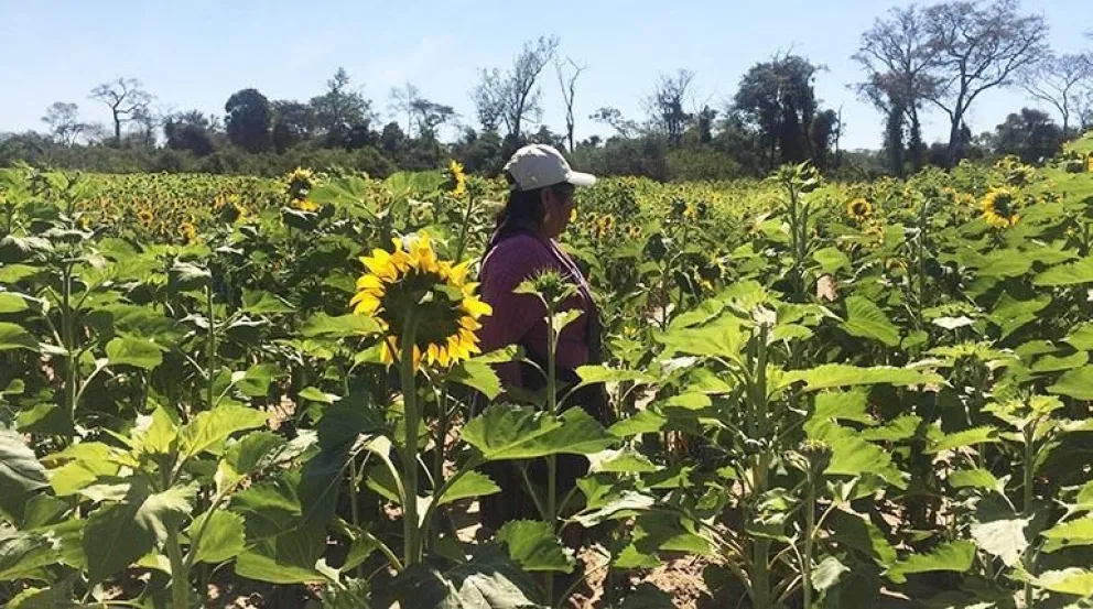 La baja cosecha de girasol sería una de las causas para la falta de aceite. Foto. APG