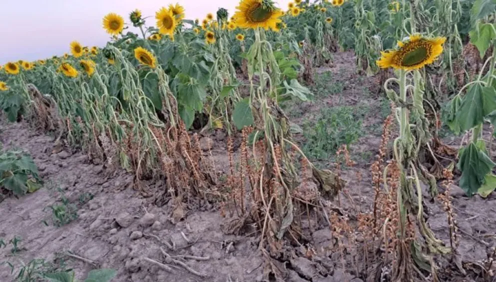 Plantaciones de girasol afectadas con la maleza. Foto: Agrosinergia