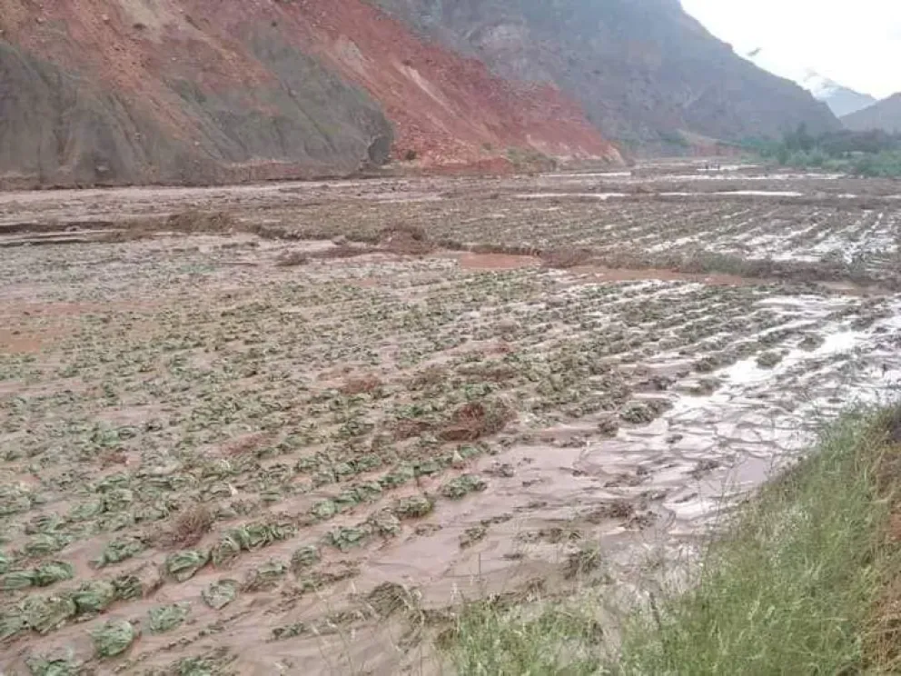 Un sembradío afectado por la lluvia en Luribay. Foto: Radio Fe y Esperanza.