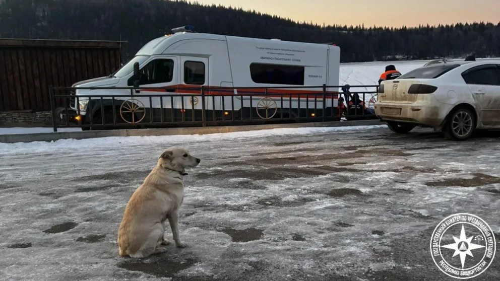 Belka lleva cuatro días esperando a su amo que murió ahogado mientras intentaba cruzar en bicicleta sobre el hielo del río Ufá. Foto: EFE