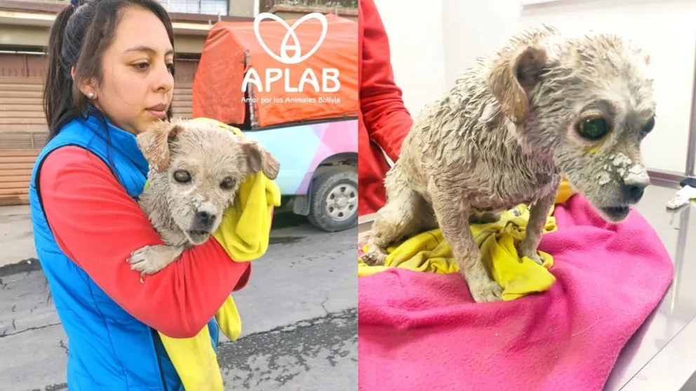 Aisha, la perrita no vidente que fue rescatada de un tumbado donde se aferró a la vida en Bajo Llojeta. Foto: Aplab