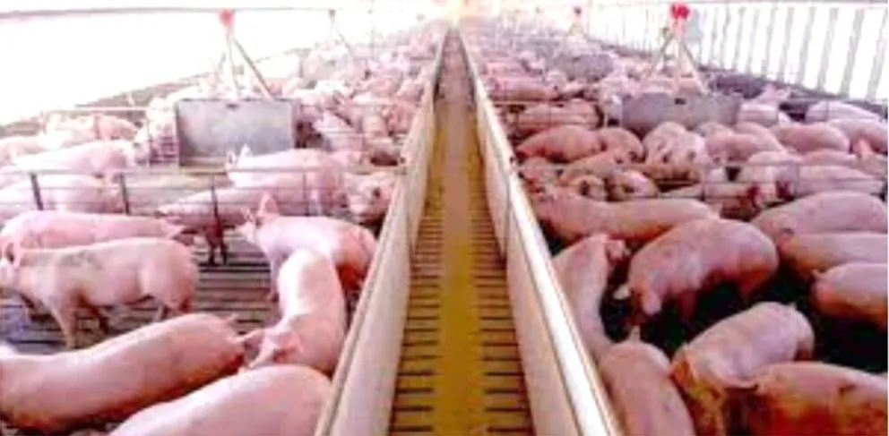 Granja de cerdos. Foto: Eju.Tv