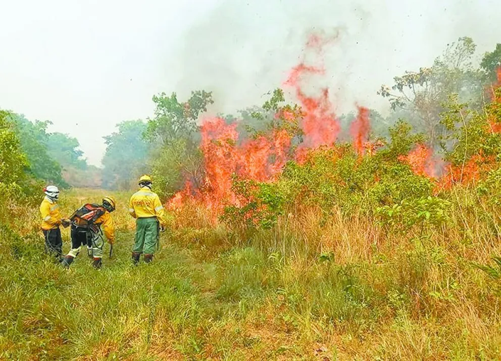 Bomberos se enfrentan a un incendio forestal. Foto: Abi