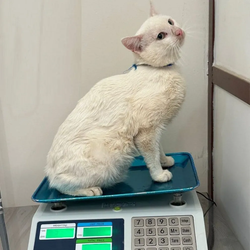 Una de las gatitas halladas en el operativo, es pesada durante su revisión. Foto: Facebook Aplab