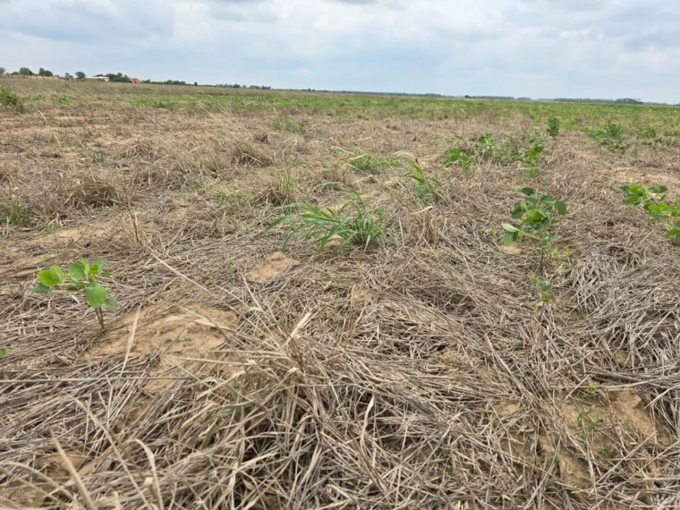 La sequía afectó de manera severa a la producción de soya este año. Foto: Anapo