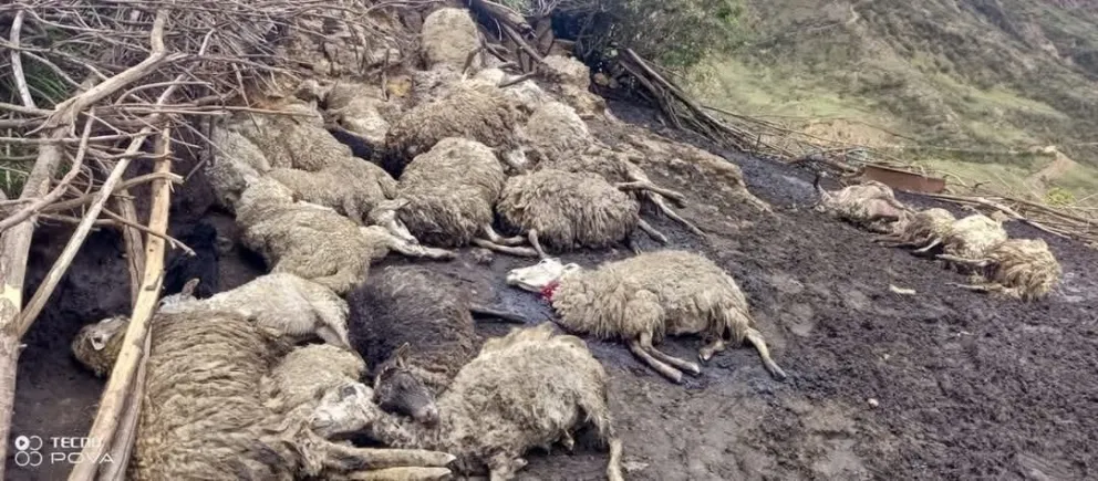 La imagen que difundió la agencia estatal ABI. 