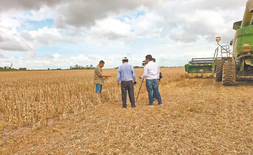 Un productor explica el impacto de la sequía en los cultivos de soya en Santa Cruz. Foto: Anapo