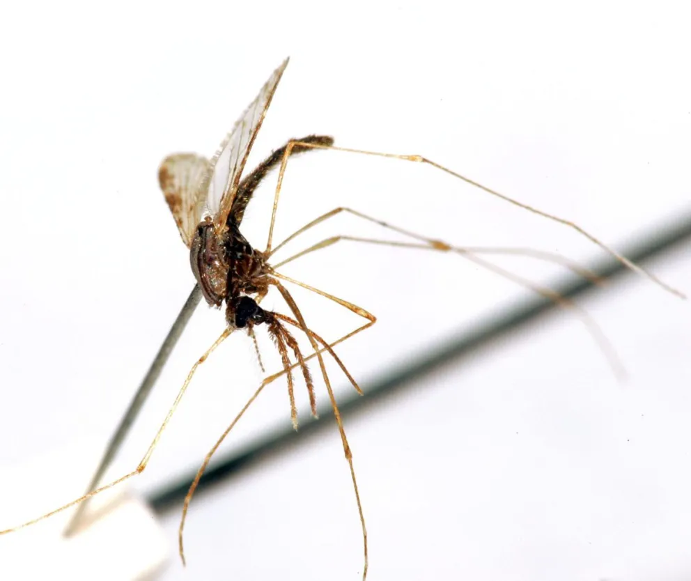 Un mosquito hembra del género 'Apheles Albimanus' de la colección de Antropología de la Universidad de Costa Rica, y portador del virus de la malaria. Foto: EFE