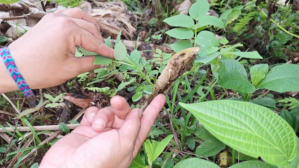 La producción agrícola y la reforestación son beneficiadas con estos créditos. Foto: Mirna Echave