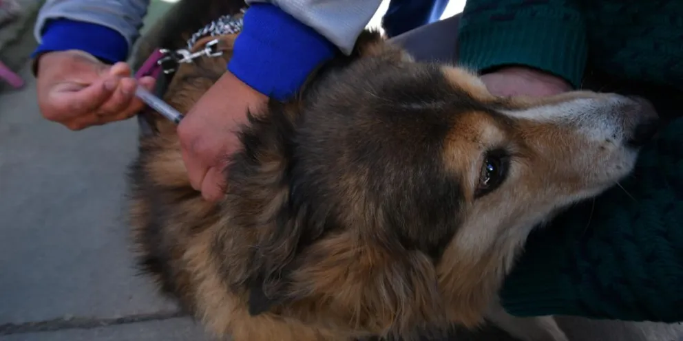 La rabia es 100% prevenible con la vacunación.    Foto: APG