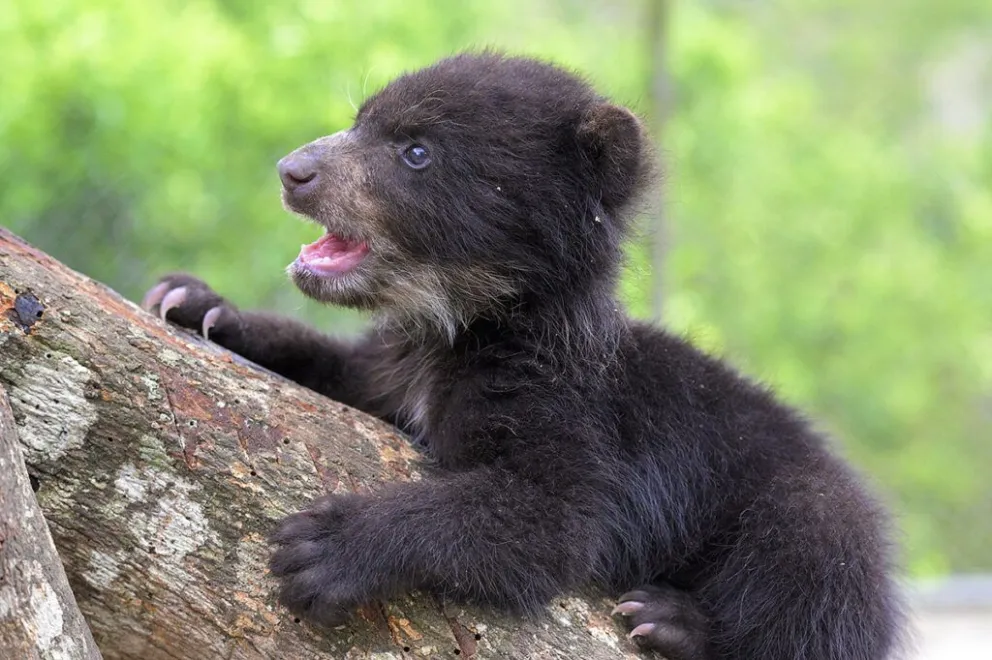 Un osito pequeño rescatado y que vive en Senda Verde. Foto. RTP