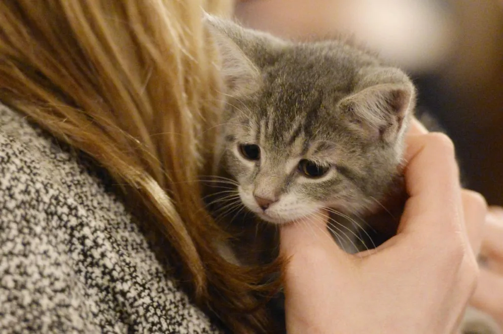Fotografía de archivo de una persona que sostiene a un cachorro de gato de ocho semanas en un evento de mascotas en Washington DC, EEUU. Foto: EFE