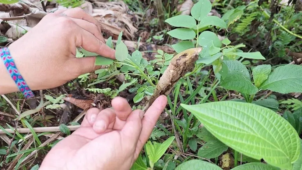 La producción agrícola y la reforestación se benefician de estos créditos. Foto: Mirna Echave