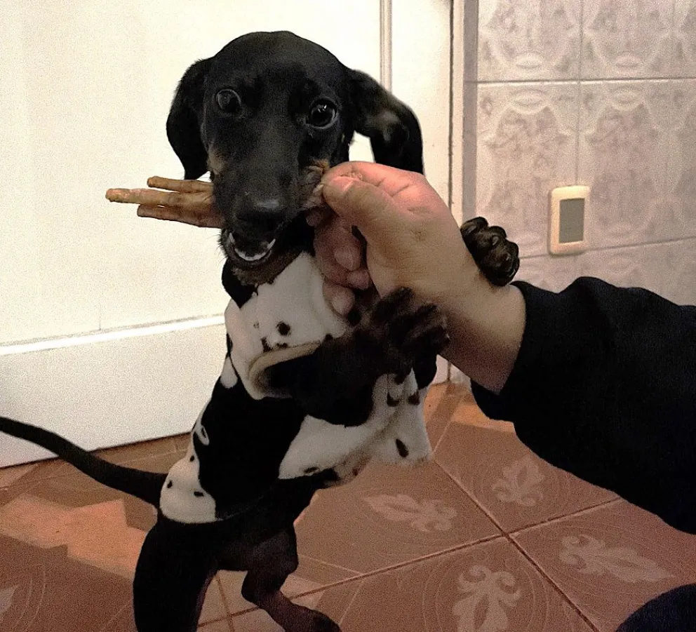 Las patitas de pollo aportan colágeno a la alimentación de las mascotas. Ya son parte de la dieta de Donatella. Foto: Datina