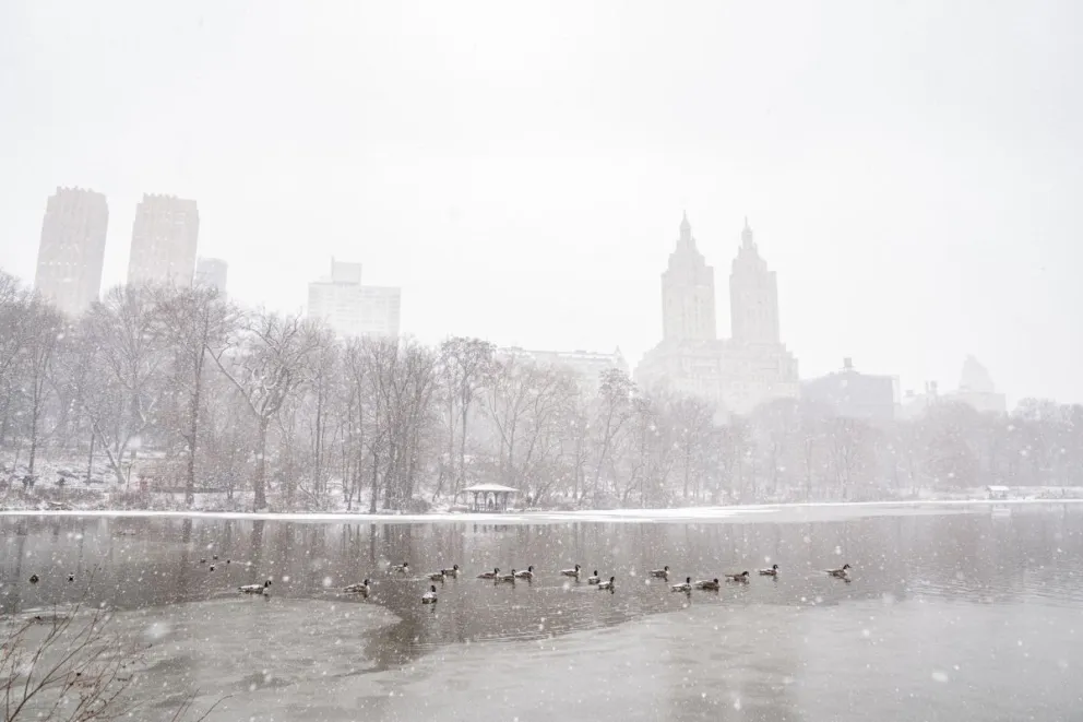 Fotografía de patos durante una nevada este lunes, en el Central Park de Nueva York (EEUU). Foto: EFE