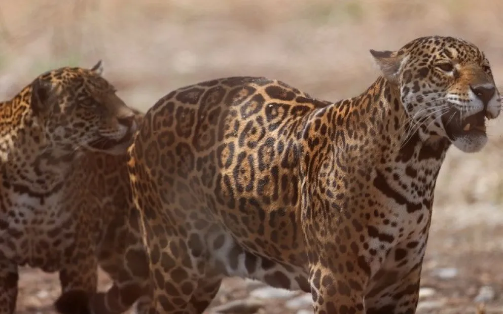 Jaguares que habitan en Bolivia. Foto: EFE