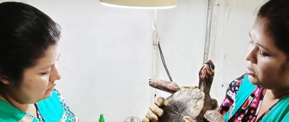 La tortuga maltratada fue rescatada. Foto: Gobernación de Santa Cruz