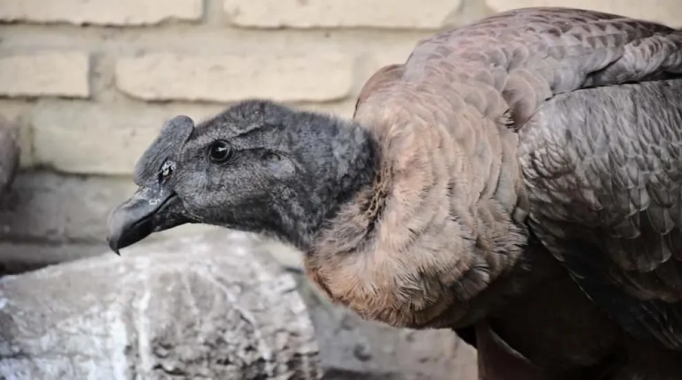 Cóndor andino rescatado en Morochata Foto: Gobernación de Cochabamba 