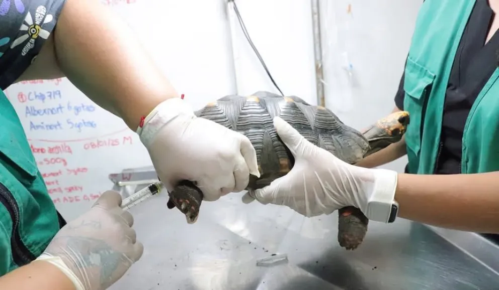 Veterinarios atienden a la tortuga maltratada por unos jóvenes Foto: Noti Bolivia