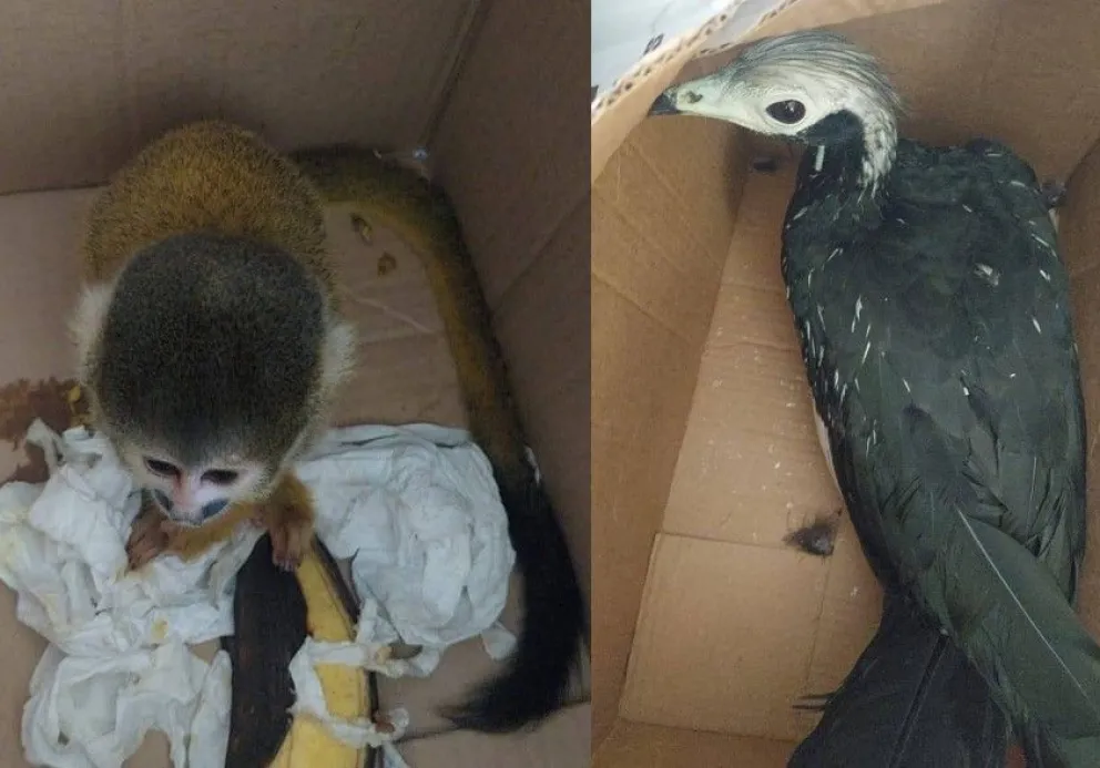 Los animales silvestres que eran comercializados. Foto: FGE