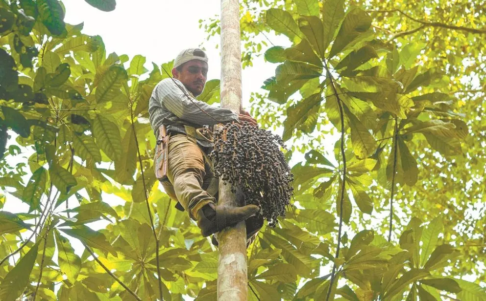 Los racimos del asaí pueden pesar hasta 18 kilos y bajarlos desde la altura puede ser peligroso. Foto: Conservación Amazónica