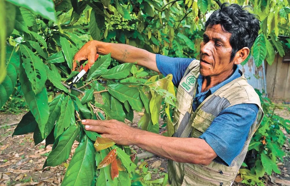 Un comunario corta las hojas de un árbol de cacao. Foto: Foto: CIPTA- Practical Action