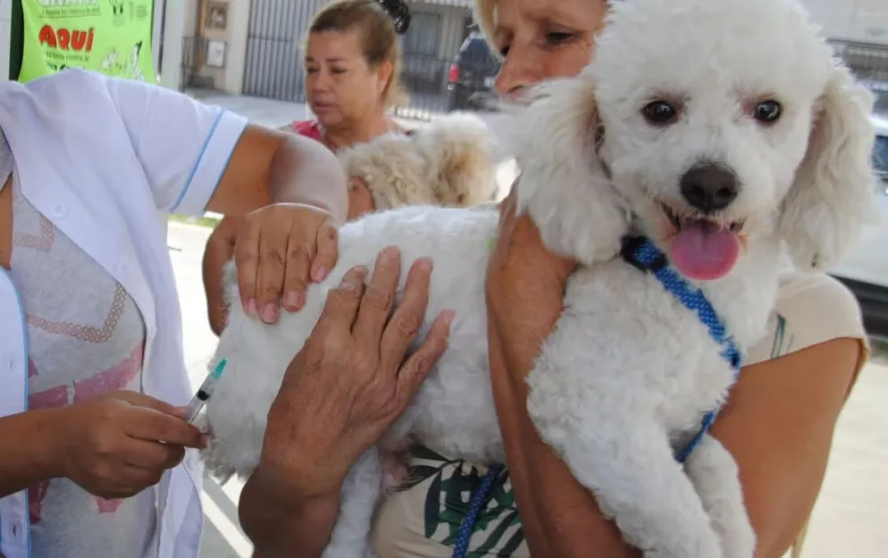 Una mascota recibe una vacuna. Foto: paho.org