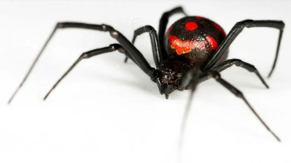 El veneno de la araña viuda negra es uno de los más peligrosos. Foto: Infobae. 