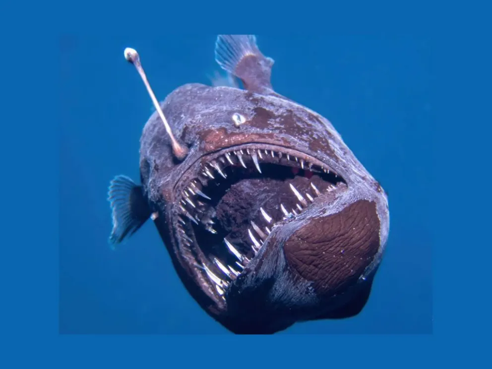 Imagen del avistamiento del diablo negro a plena luz del día cerca de la costa de Tenerife. Foto: EFE