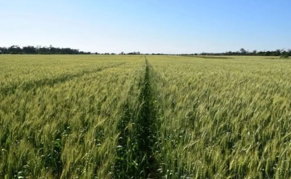 Un campo de plantación de soya en Santa Cruz. Foto: Anapo