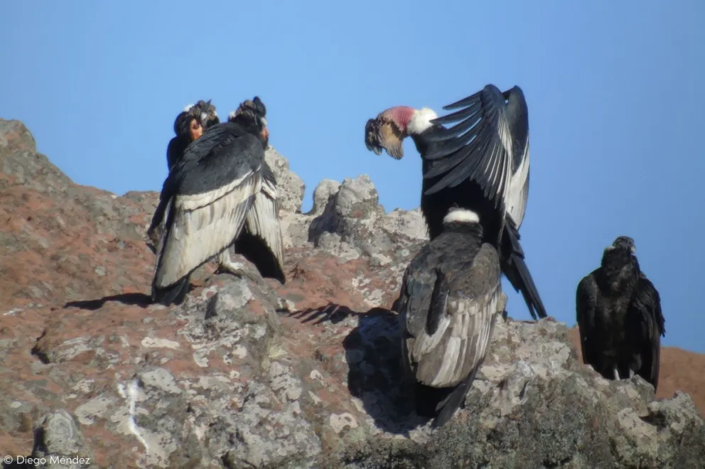 Imagen de los cóndores.   Foto: Diego Méndez.