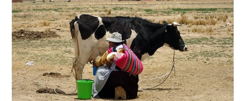 Una mujer ordeña su vaca en el altiplano. FOTO: Cipca