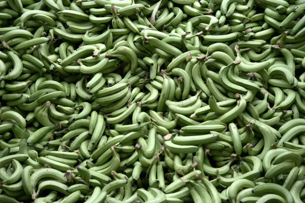 Fotografía de un conjunto de bananos recién cosechados en Ecuador. Foto: EFE