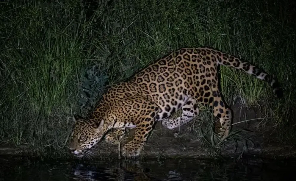 Un aguar retratado de noche en la región amazónica de Guarayos, en Santa Cruz. Foto: Mauricio Peñaranda / El País
